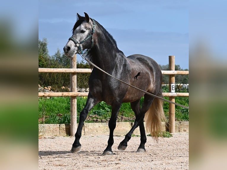 Andaluso Stallone 5 Anni 158 cm Grigio in Menorca