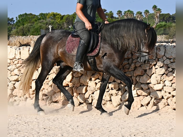Andaluso Stallone 5 Anni 158 cm Grigio in Menorca