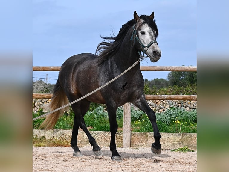 Andaluso Stallone 5 Anni 158 cm Grigio in Menorca
