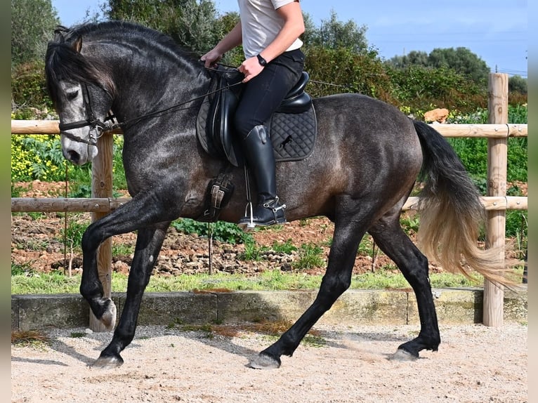Andaluso Stallone 5 Anni 158 cm Grigio in Menorca