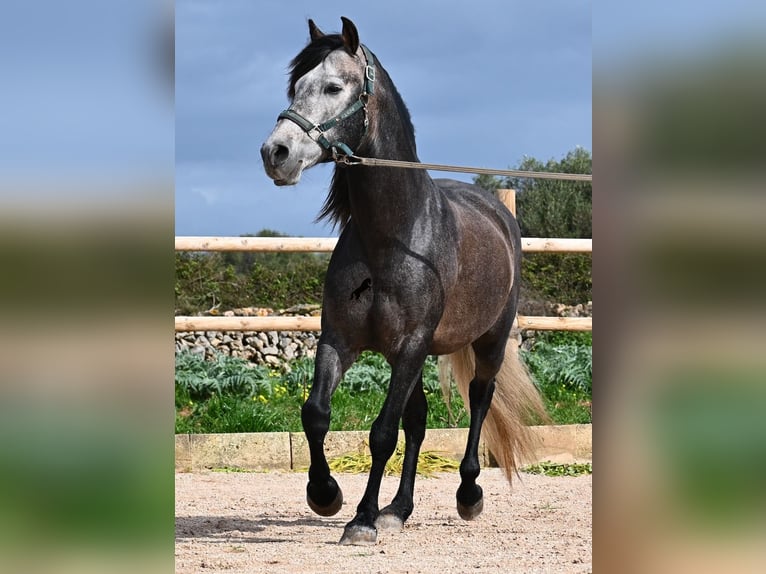 Andaluso Stallone 5 Anni 158 cm Grigio in Menorca