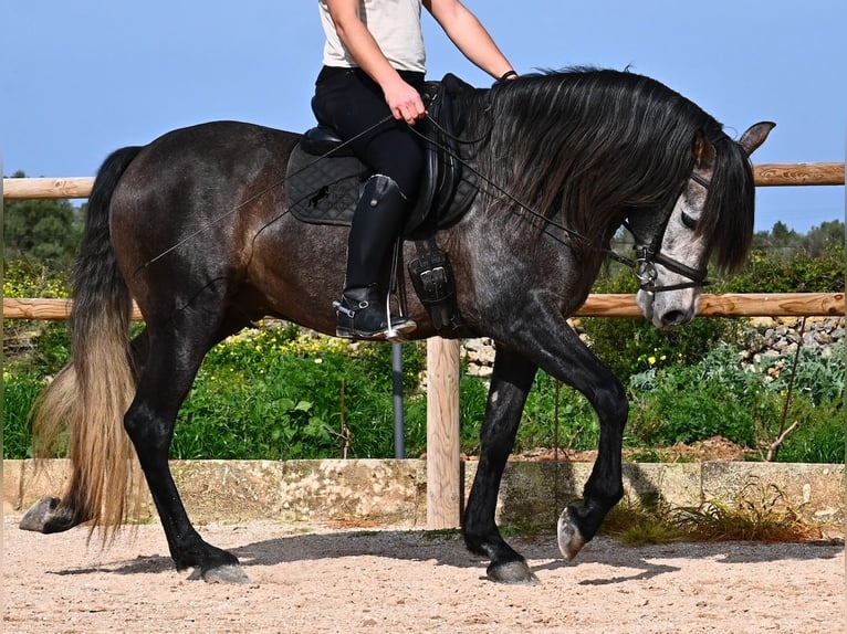Andaluso Stallone 5 Anni 158 cm Grigio in Menorca