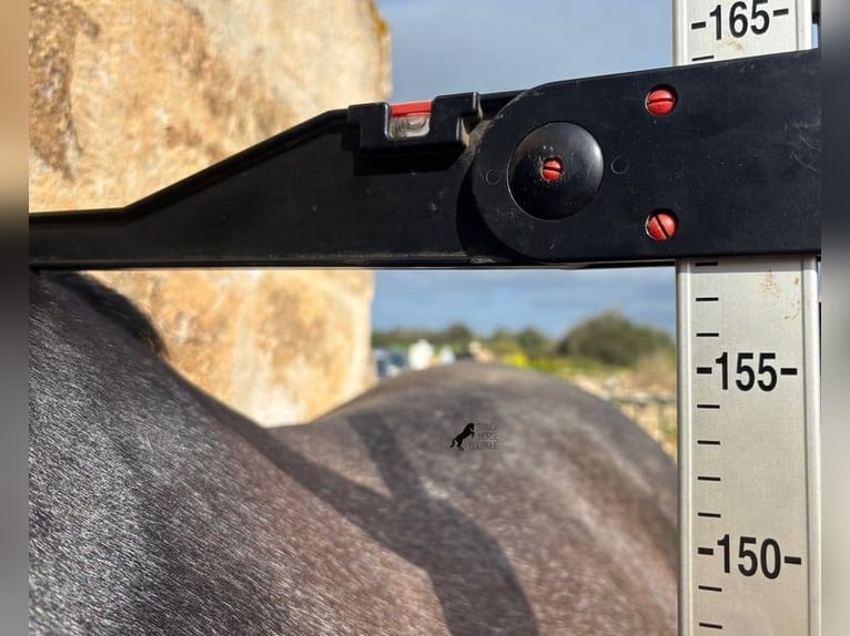 Andaluso Stallone 5 Anni 158 cm Grigio in Menorca