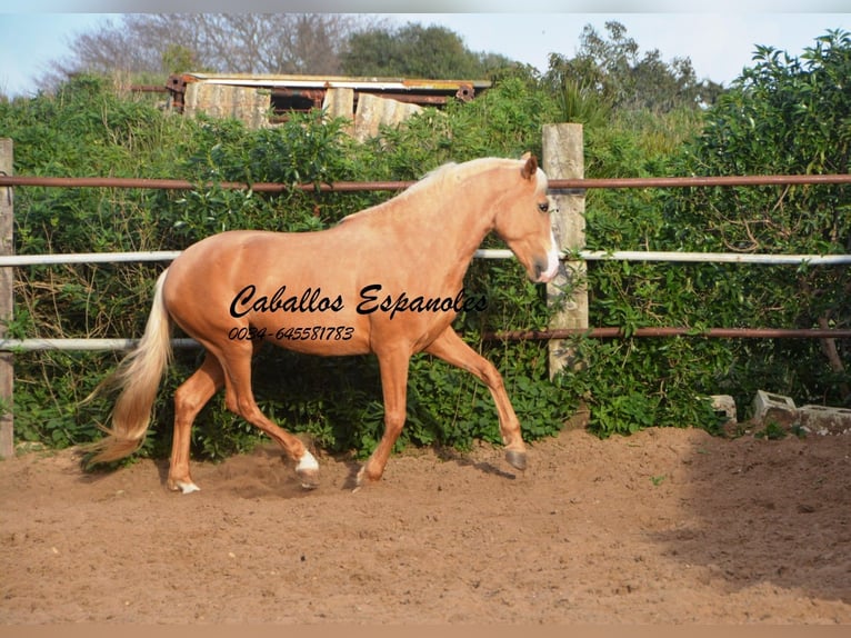 Andaluso Stallone 5 Anni 158 cm Palomino in Vejer de la Frontera
