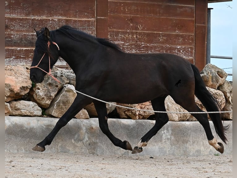 Andaluso Stallone 5 Anni 159 cm Morello in Mallorca