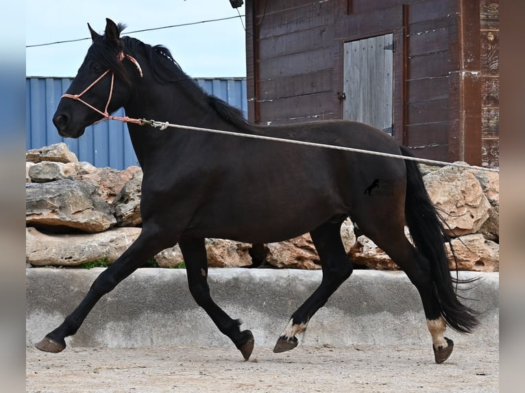 Andaluso Stallone 5 Anni 159 cm Morello in Mallorca