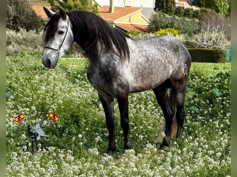 Andaluso Stallone 5 Anni 160 cm Grigio pezzato in Tabernas Almeria