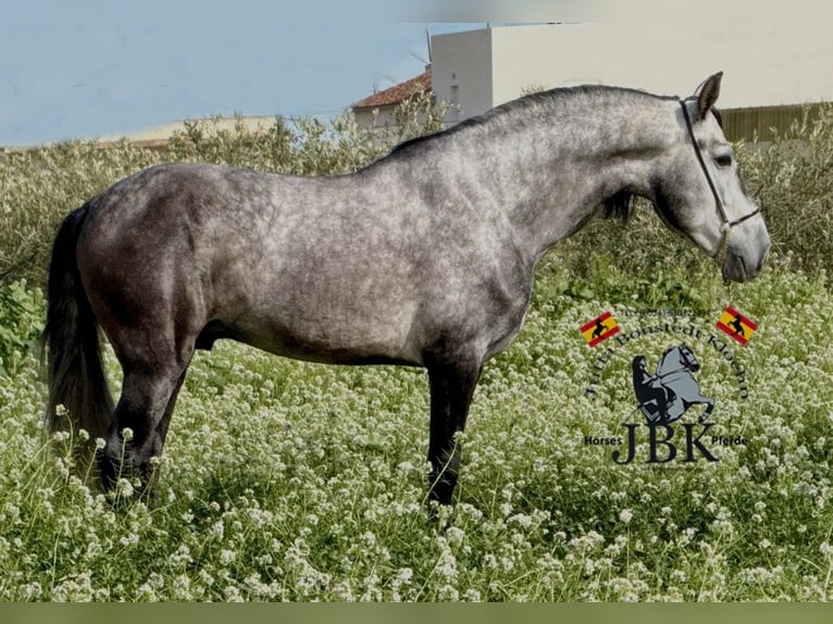 Andaluso Stallone 5 Anni 160 cm Grigio pezzato in Tabernas Almeria
