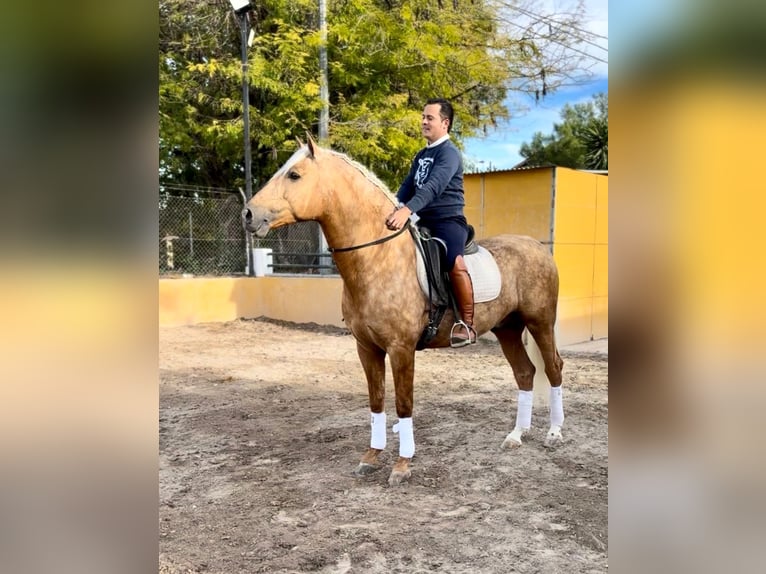 Andaluso Stallone 5 Anni 160 cm Palomino in Martfeld