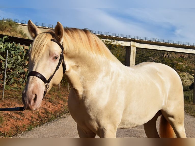 Andaluso Stallone 5 Anni 160 cm Pearl in Provinz Malaga