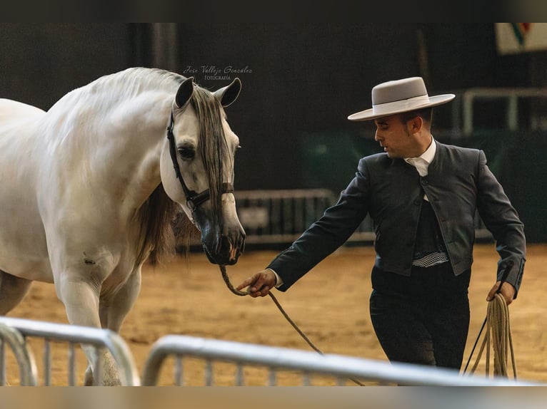 Andaluso Stallone 5 Anni 162 cm Grigio in Sm