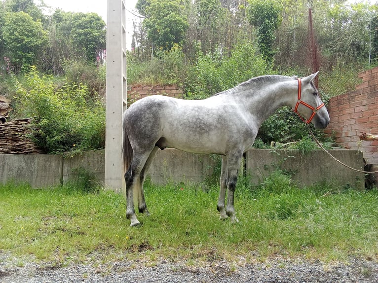 Andaluso Stallone 5 Anni 163 cm Grigio pezzato in Terrassa