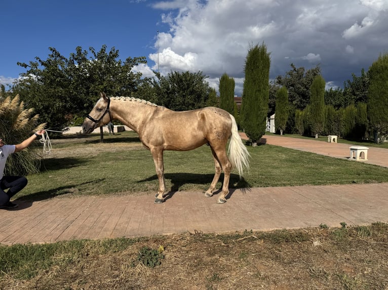 Andaluso Stallone 5 Anni 163 cm Palomino in Valderrubio