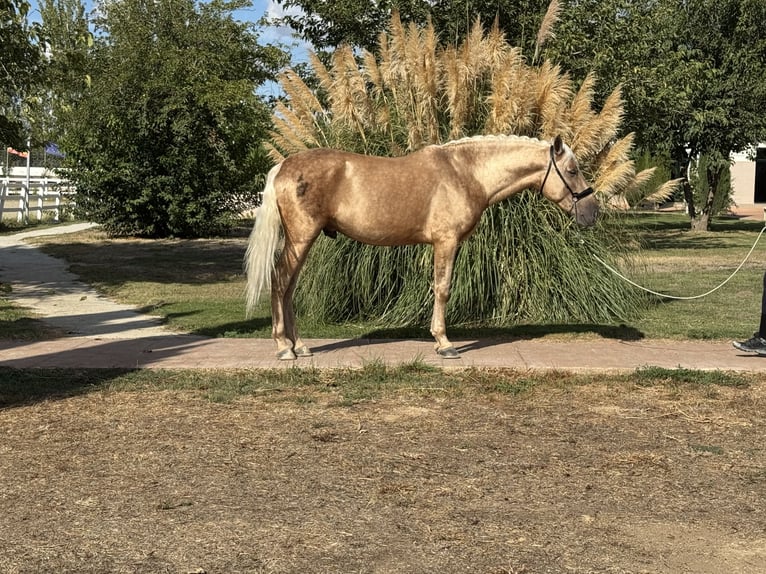 Andaluso Stallone 5 Anni 163 cm Palomino in Valderrubio