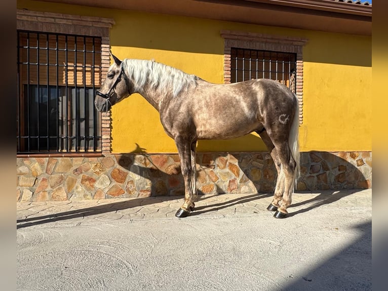 Andaluso Stallone 5 Anni 163 cm Palomino in Valderrubio