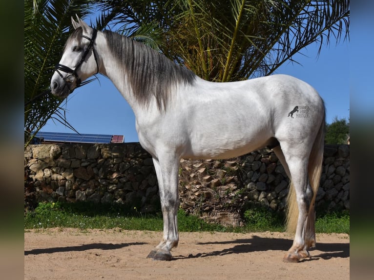 Andaluso Stallone 5 Anni 164 cm Grigio in Menorca