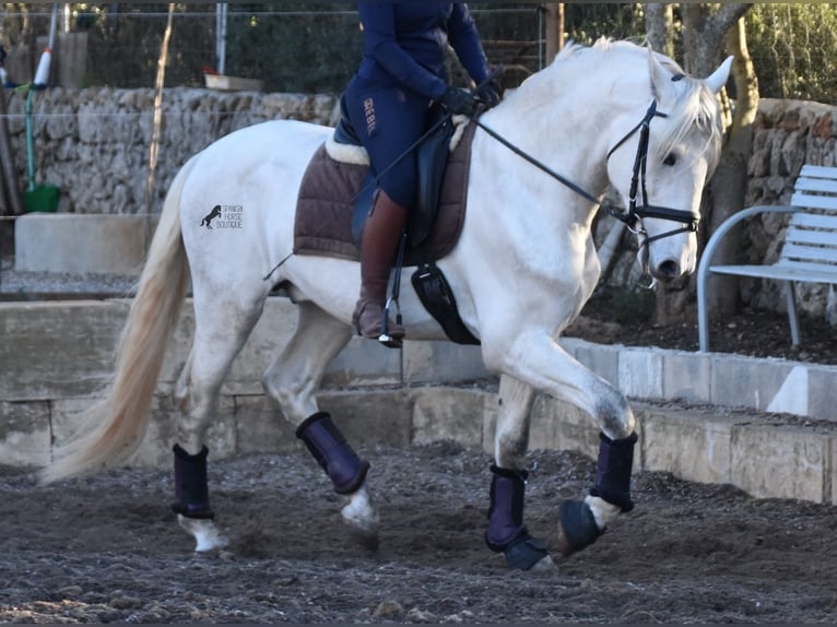 Andaluso Stallone 5 Anni 164 cm Grigio in Mallorca