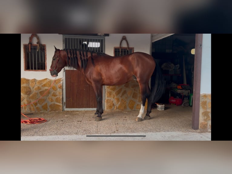 Andaluso Stallone 5 Anni 165 cm Baio in Ermelo