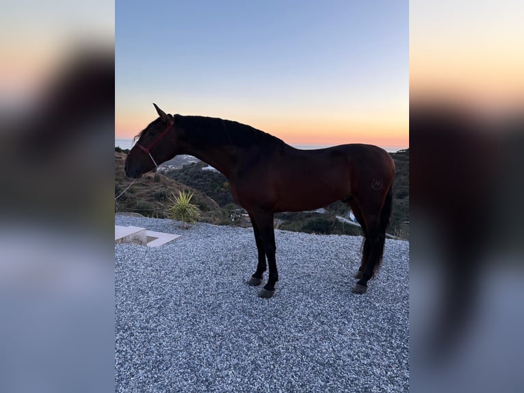 Andaluso Stallone 5 Anni 165 cm Baio in Ermelo