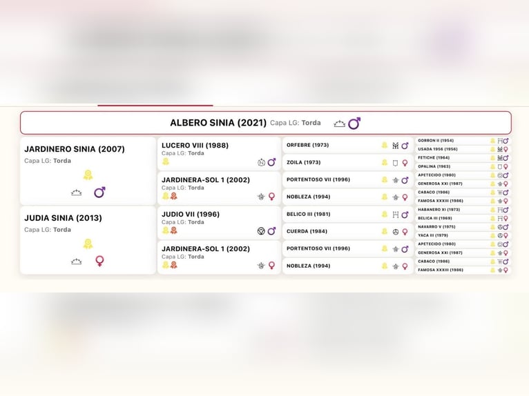 Andaluso Stallone 5 Anni 165 cm Grigio in Mallorca