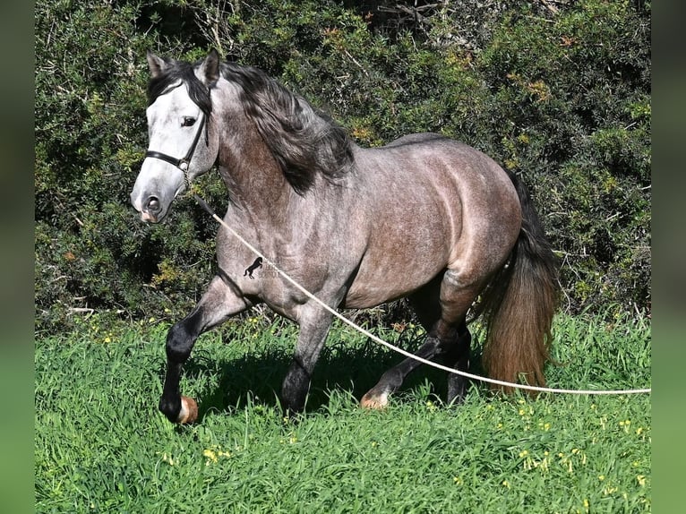Andaluso Stallone 5 Anni 165 cm Grigio in Menorca