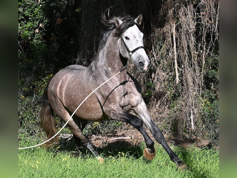 Andaluso Stallone 5 Anni 165 cm Grigio in Menorca
