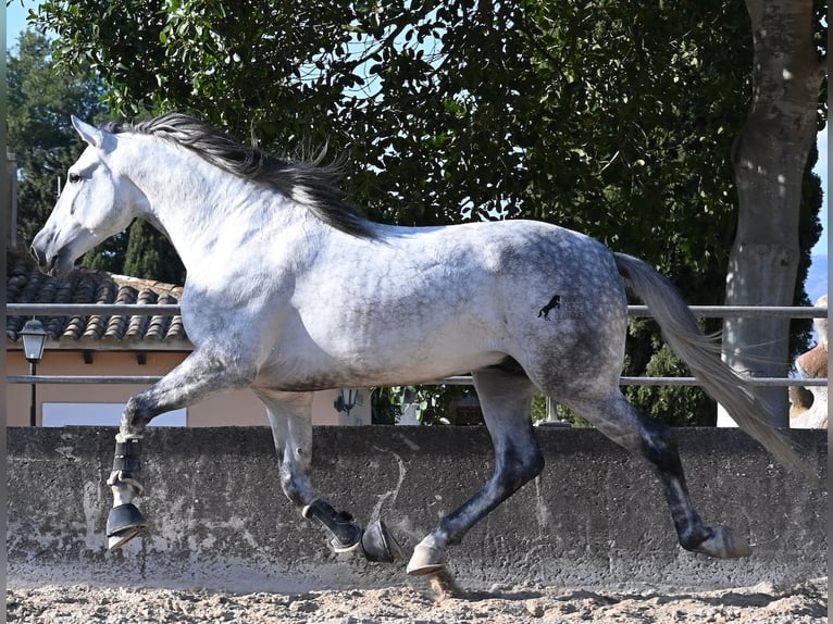 Andaluso Stallone 5 Anni 167 cm Grigio in Mallorca