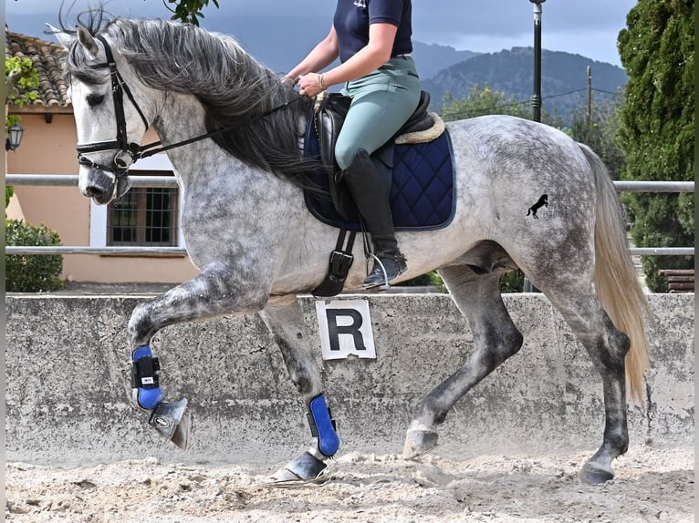 Andaluso Stallone 5 Anni 167 cm Grigio in Mallorca