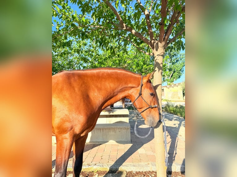 Andaluso Stallone 5 Anni 168 cm Baio in Ermelo