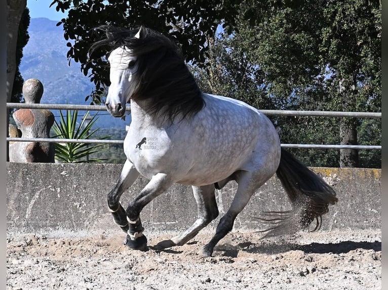 Andaluso Stallone 5 Anni 169 cm Grigio in Mallorca