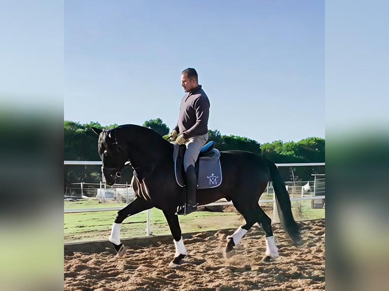 Andaluso Stallone 5 Anni 169 cm Morello in Miajadas