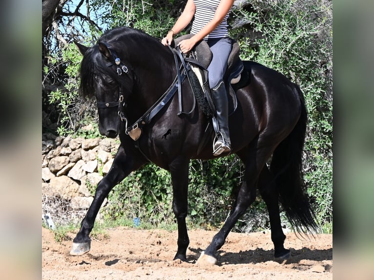 Andaluso Stallone 5 Anni Morello in Menorca