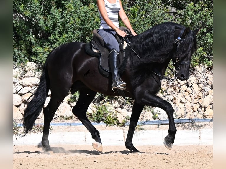 Andaluso Stallone 5 Anni Morello in Menorca