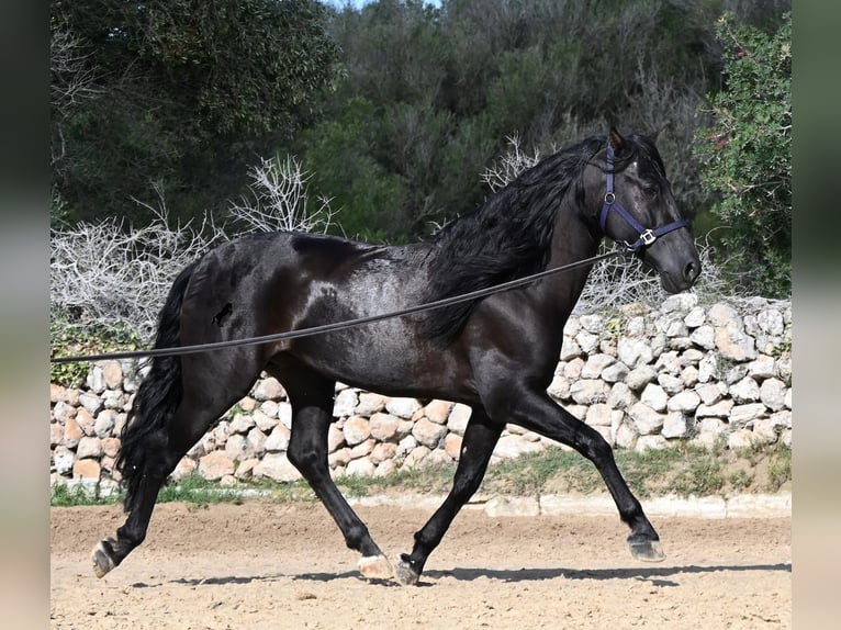 Andaluso Stallone 5 Anni Morello in Menorca
