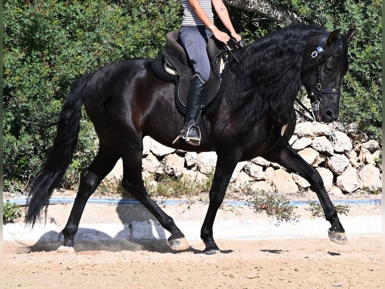 Andaluso Stallone 5 Anni Morello in Menorca