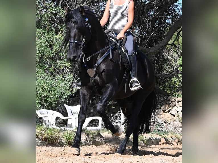Andaluso Stallone 5 Anni Morello in Menorca