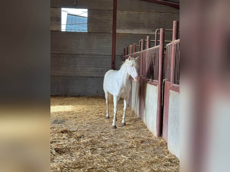 Andaluso Stallone 6 Anni 150 cm Cremello in Chiclana