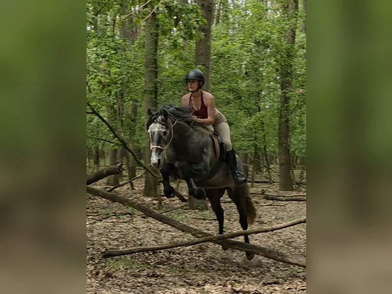 Andaluso Stallone 6 Anni 155 cm Grigio pezzato in Egerág