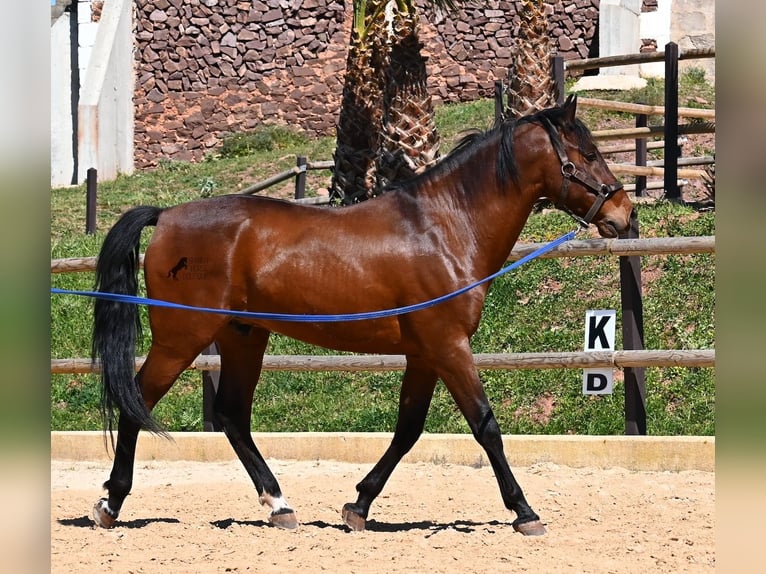 Andaluso Stallone 6 Anni 157 cm Baio in Menorca