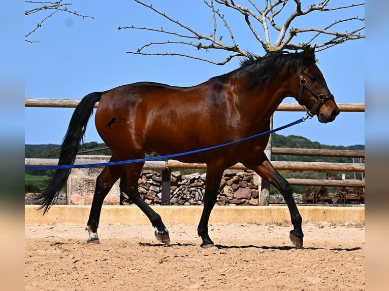 Andaluso Stallone 6 Anni 157 cm Baio in Menorca