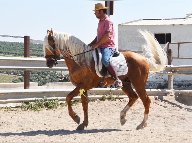 Andaluso Stallone 6 Anni 158 cm Palomino in Provinz Cordoba