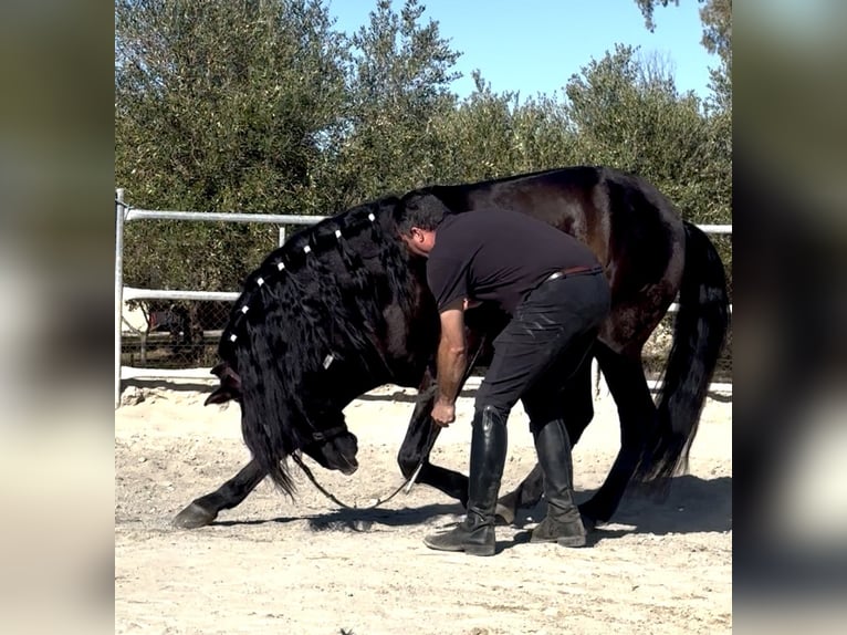 Andaluso Stallone 6 Anni 159 cm Morello in Jerez de la Frontera