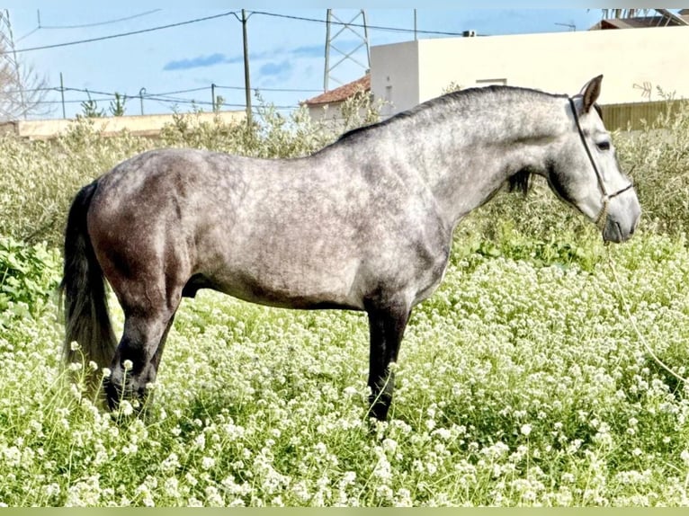 Andaluso Stallone 6 Anni 160 cm Grigio pezzato in Schwarme