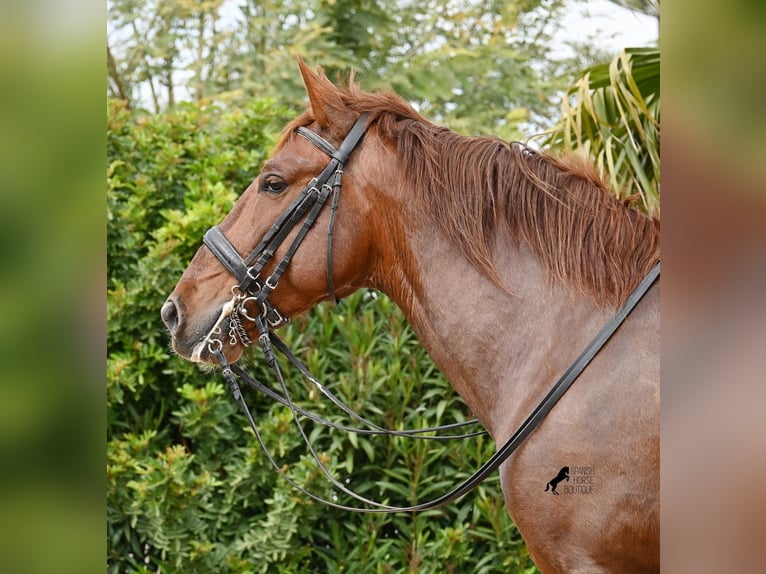 Andaluso Stallone 6 Anni 160 cm Sauro in Mallorca