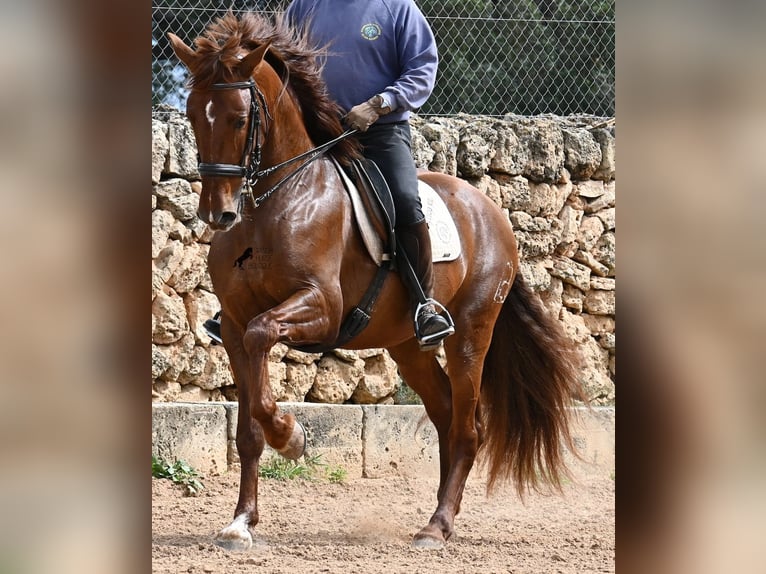 Andaluso Stallone 6 Anni 160 cm Sauro in Mallorca