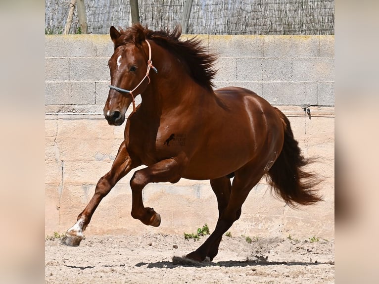 Andaluso Stallone 6 Anni 160 cm Sauro in Mallorca