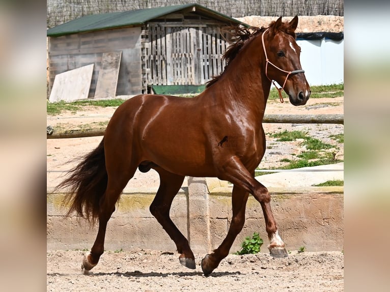 Andaluso Stallone 6 Anni 160 cm Sauro in Mallorca