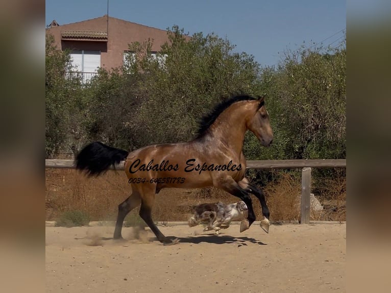 Andaluso Stallone 6 Anni 161 cm Falbo in Vejer de la Frontera