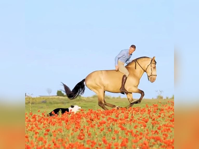 Andaluso Stallone 6 Anni 162 cm Champagne in Jerez