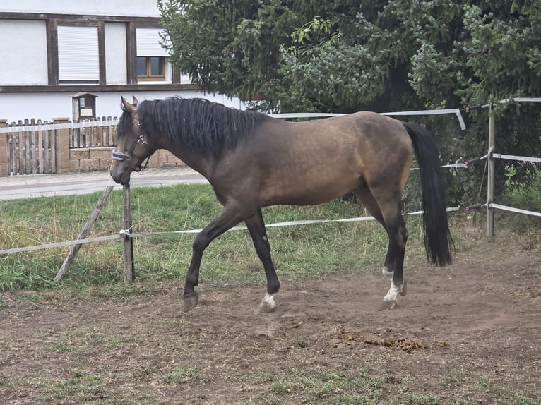 Andaluso Stallone 6 Anni 163 cm Pelle di daino in Offenburg